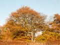 Yellow autumn tree leaves background texture branches trunk