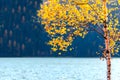 Yellow autumn tree with leaves near the lake and forest in background Royalty Free Stock Photo