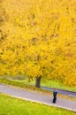 Yellow autumn tree, Yellow autumn foliage with couple walking under