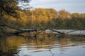 Yellow autumn trees on a gray background by the river