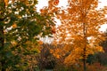 Yellow autumn trees in the light of the setting sun Royalty Free Stock Photo
