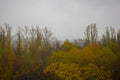 Yellow autumn trees in morning mist, autumn landscape Royalty Free Stock Photo