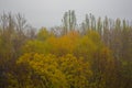 yellow autumn trees in morning mist Royalty Free Stock Photo