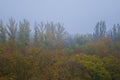 yellow autumn trees in morning mist Royalty Free Stock Photo