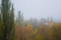 yellow autumn trees in morning mist Royalty Free Stock Photo