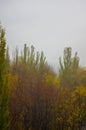 yellow autumn trees in morning mist Royalty Free Stock Photo