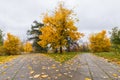 Beatiful road in the autumn park. Manor of Arkhangelsk