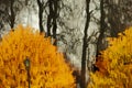 Yellow autumn trees reflected in water. Royalty Free Stock Photo