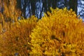 Yellow autumn trees reflected in water. Royalty Free Stock Photo