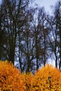 Yellow autumn trees reflected in water. Royalty Free Stock Photo