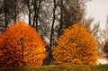 Yellow autumn trees reflected in water. Royalty Free Stock Photo