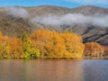 Yellow autumn trees reflecting in the waters of an alpine lake in New Zealand Royalty Free Stock Photo