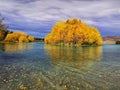 Yellow autumn trees reflecting on the waters of Lake Ruataniwha on the South Island of New Zealand Royalty Free Stock Photo