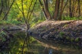 Yellow autumn trees reflection in the small stream Royalty Free Stock Photo