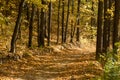 Yellow autumn vibrant sunny trees on walking path Royalty Free Stock Photo