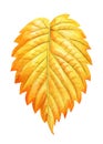 Yellow autumn watercolor leaf isolated on white background. yellow foliage Royalty Free Stock Photo