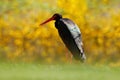 Yellow autumn wildlife. Black stork in the green forest habitat. Wildlife scene from nature. Bird Black Stork with red bill, Royalty Free Stock Photo