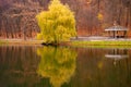 Yellow autumn willow by the water