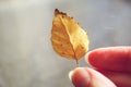 Yellow autumnal birch leaf in female fingers on grey background Royalty Free Stock Photo