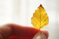 Yellow autumnal birch leaf in female fingers Royalty Free Stock Photo