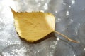 Yellow autumnal birch leaf on a sunny glass table Royalty Free Stock Photo
