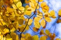 Yellow autumnal branches in a forest, blue sky