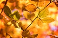 Yellow autumnal branches in a forest