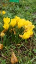 Yellow autumnal garden flowers blooming