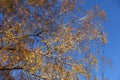 Yellow autumnal leafage of birch