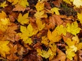 Yellow autumnal leaves as nature background Royalty Free Stock Photo