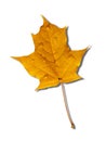 Yellow autumnal maple leaf