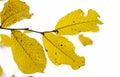 Yellow autumn leaves on a tree Royalty Free Stock Photo