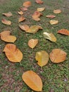 Yellow Autumnleaves Royalty Free Stock Photo