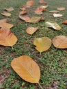 Yellow Autumnleaves Royalty Free Stock Photo