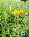 Yellow avalanche lily, Erythronium grandiflorum and blue lupines Royalty Free Stock Photo