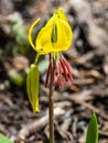 Yellow Avalanche Lily - Glacier Lily - Dogtooth Fawn Lily Royalty Free Stock Photo