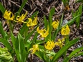 Yellow Avalanche Lily - Glacier Lily - Dogtooth Fawn Lily Royalty Free Stock Photo