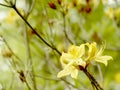 Yellow azalea in the botanical garden