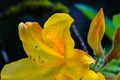 Yellow Azalea Bud