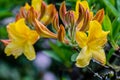 Yellow Azalea with Buds