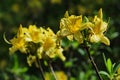 Yellow Azalea flower, latin name Rhododendron Luteum, in full blossom