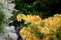 Yellow azalea, Rhododendron bush in blossom Royalty Free Stock Photo