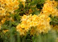 Yellow azalea, Rhododendron bush in blossom Royalty Free Stock Photo