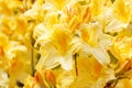 Yellow azalea rhododendron flowers in full bloom Royalty Free Stock Photo