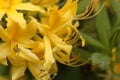 Yellow azalea Rhododendron luteum