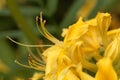 Yellow azalea Rhododendron luteum