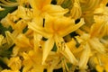 Yellow azalea Rhododendron luteum Royalty Free Stock Photo