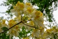 Yellow azealia blooming on a bright sunny day