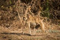 Yellow baboon Royalty Free Stock Photo