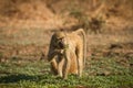 Yellow baboon Royalty Free Stock Photo